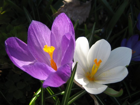 Krokus  
  
2011-04-15 107  
Granudden  
Färjestaden  
Öland