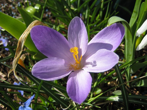 Krokus  
  
2011-04-15 110  
Granudden  
Färjestaden  
Öland