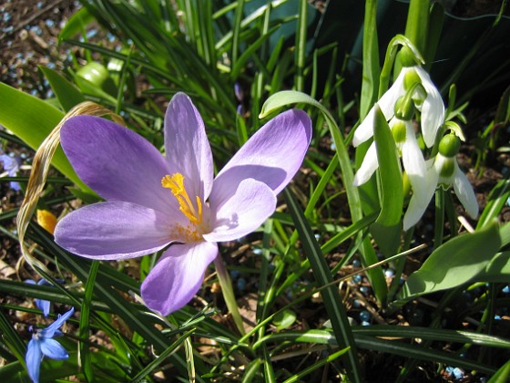 Krokus  
  
2011-04-15 111  
Granudden  
Färjestaden  
Öland