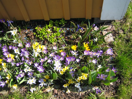 Krokus  
  
2011-04-15 119  
Granudden  
Färjestaden  
Öland