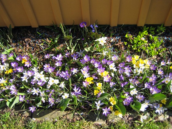 Krokus  
  
2011-04-15 120  
Granudden  
Färjestaden  
Öland