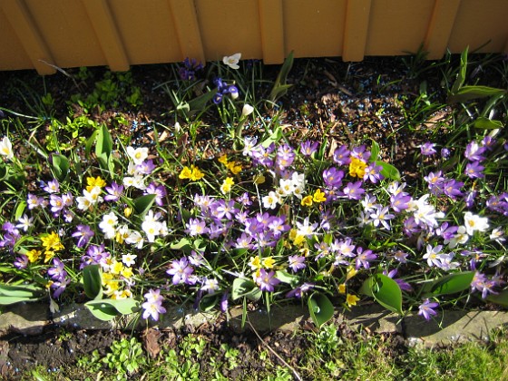 Krokus  
  
2011-04-15 121  
Granudden  
Färjestaden  
Öland