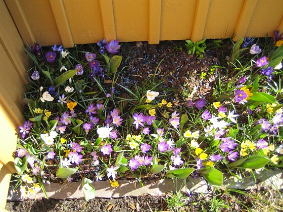 Krokus  
  
2011-04-15 123  
Granudden  
Färjestaden  
Öland