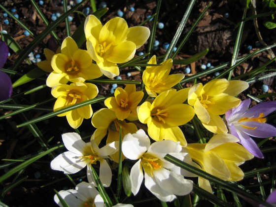 Krokus  
  
2011-04-15 125  
Granudden  
Färjestaden  
Öland