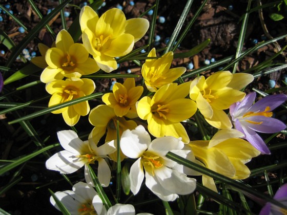 Krokus  
  
2011-04-15 126  
Granudden  
Färjestaden  
Öland