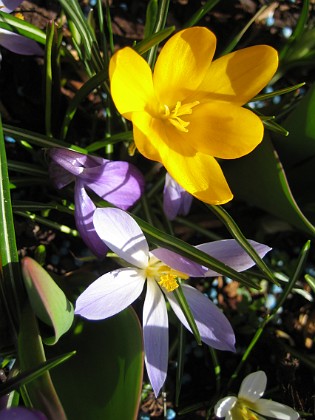 Krokus  
  
2011-04-15 127  
Granudden  
Färjestaden  
Öland