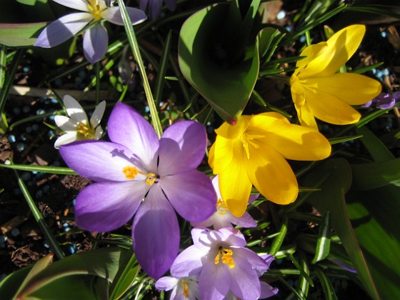 Krokus  
  
2011-04-15 128  
Granudden  
Färjestaden  
Öland