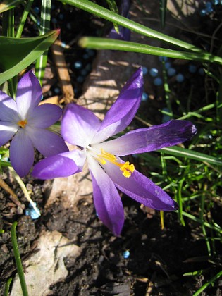 Krokus  
  
2011-04-15 129  
Granudden  
Färjestaden  
Öland