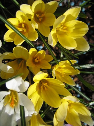 Krokus  
  
2011-04-15 130  
Granudden  
Färjestaden  
Öland