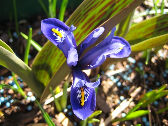 Iris 
