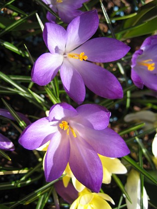 Krokus  
  
2011-04-15 132  
Granudden  
Färjestaden  
Öland