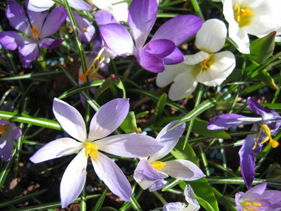 Krokus  
  
2011-04-15 134  
Granudden  
Färjestaden  
Öland