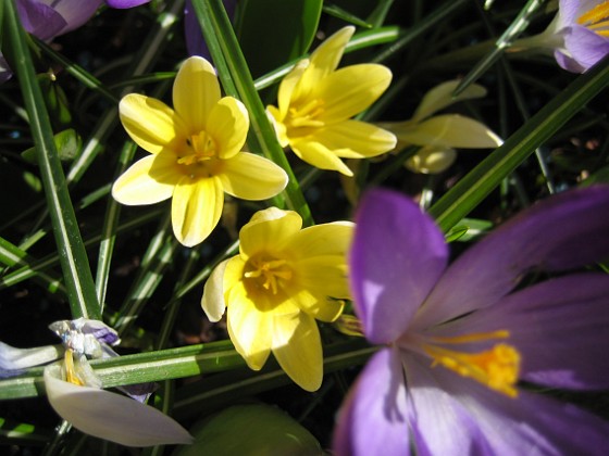 Krokus  
  
2011-04-15 137  
Granudden  
Färjestaden  
Öland