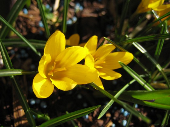 Krokus  
  
2011-04-15 138  
Granudden  
Färjestaden  
Öland