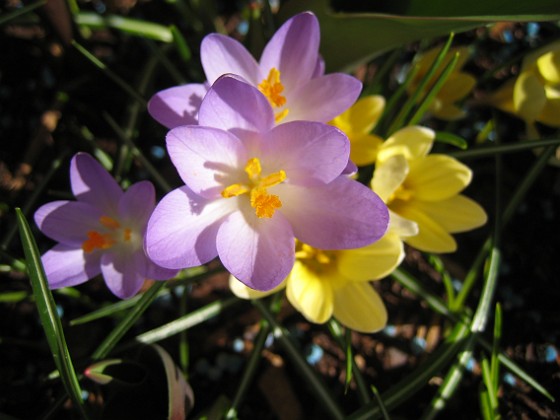 Krokus  
  
2011-04-15 139  
Granudden  
Färjestaden  
Öland