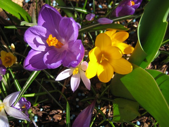 Krokus  
  
2011-04-15 140  
Granudden  
Färjestaden  
Öland