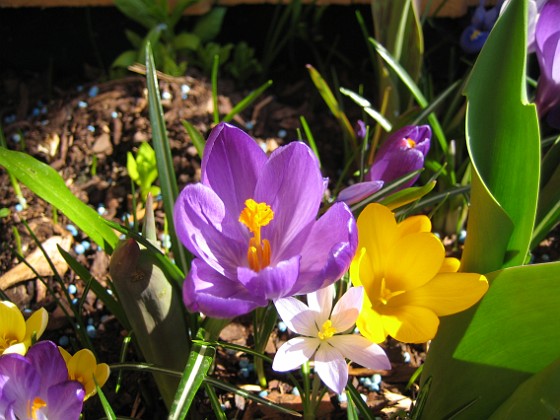 Krokus  
  
2011-04-15 141  
Granudden  
Färjestaden  
Öland