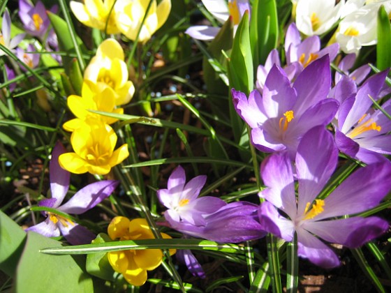 Krokus  
  
2011-04-15 142  
Granudden  
Färjestaden  
Öland