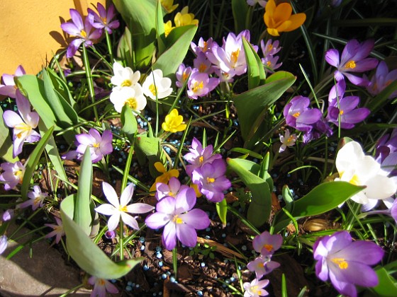 Krokus  
  
2011-04-15 143  
Granudden  
Färjestaden  
Öland