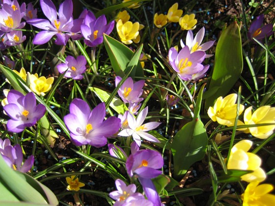 Krokus  
  
2011-04-15 144  
Granudden  
Färjestaden  
Öland