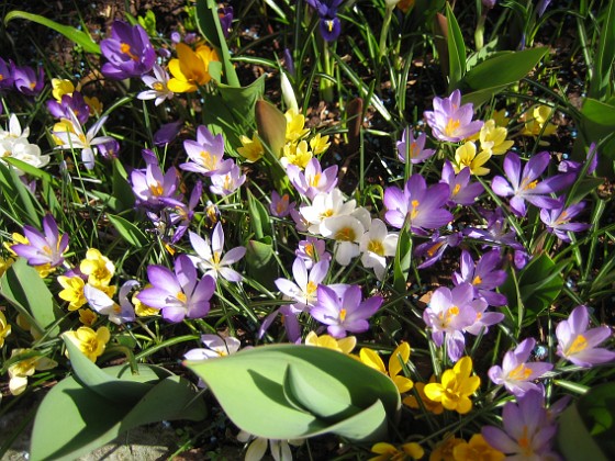 Krokus  
  
2011-04-15 145  
Granudden  
Färjestaden  
Öland