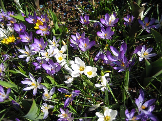 Krokus  
  
2011-04-15 147  
Granudden  
Färjestaden  
Öland