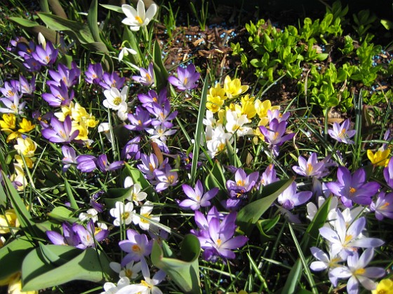 Krokus  
  
2011-04-15 148  
Granudden  
Färjestaden  
Öland