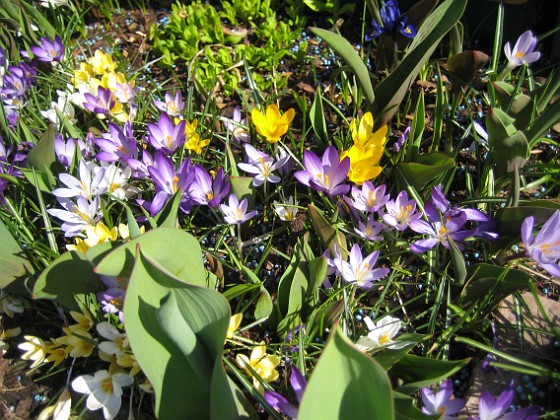 Krokus  
  
2011-04-15 149  
Granudden  
Färjestaden  
Öland