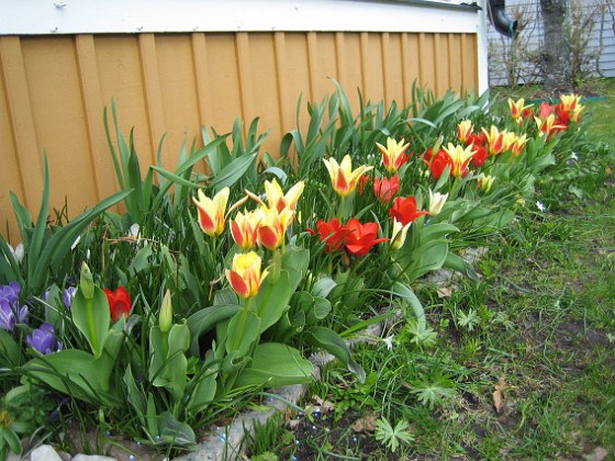 Tulpaner  
  
2011-04-15 158  
Granudden  
Färjestaden  
Öland