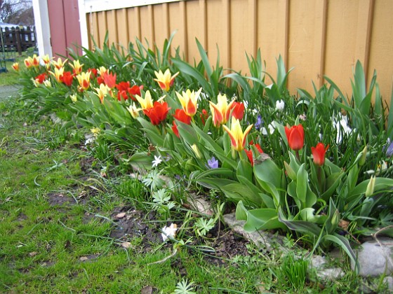 Tulpaner  
  
2011-04-15 159  
Granudden  
Färjestaden  
Öland