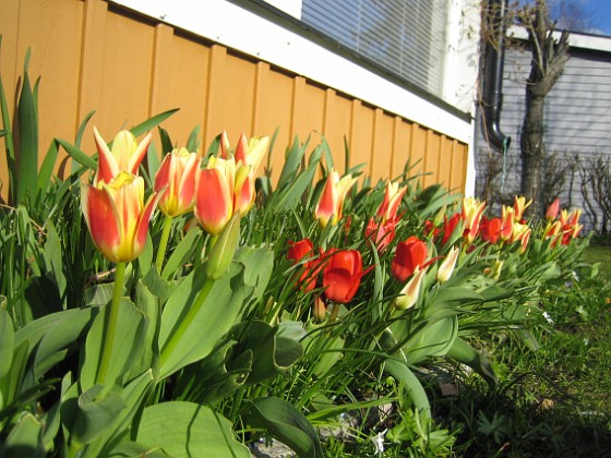 Tulpaner  
  
2011-04-15 169  
Granudden  
Färjestaden  
Öland