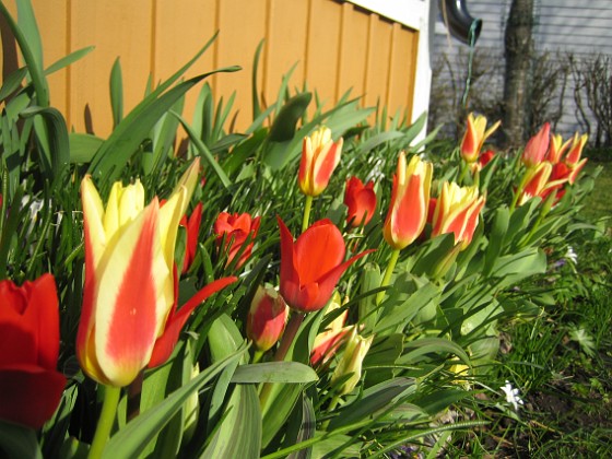 Tulpaner  
  
2011-04-15 171  
Granudden  
Färjestaden  
Öland