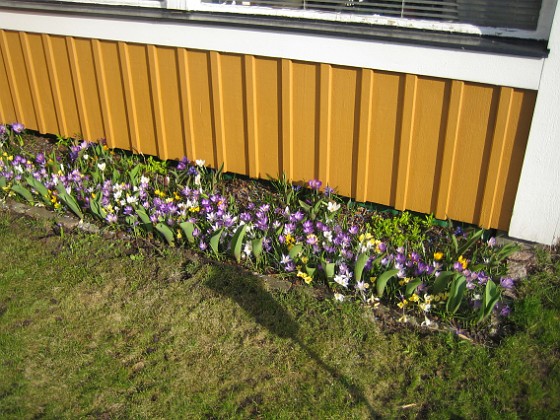 Krokus  
  
2011-04-15 203  
Granudden  
Färjestaden  
Öland