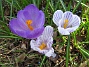 Krokus  
  
2011-04-15 058