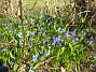 Scilla  
  
2011-04-15 089