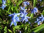 Scilla  
  
2011-04-15 090