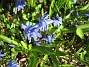 Scilla  
  
2011-04-15 091