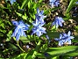 Scilla  
  
2011-04-15 093