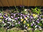 Krokus  
  
2011-04-15 120