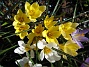 Krokus  
  
2011-04-15 126