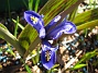 Iris  
  
2011-04-15 131