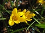 Krokus  
  
2011-04-15 138