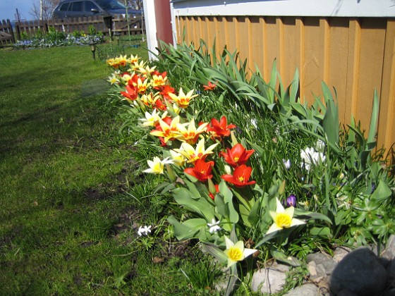 Tulpaner  
  
2011-04-17 001  
Granudden  
Färjestaden  
Öland