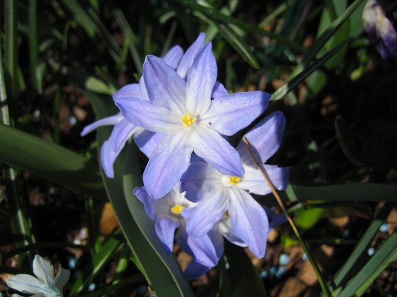 Vårstjärna  
  
2011-04-17 013  
Granudden  
Färjestaden  
Öland