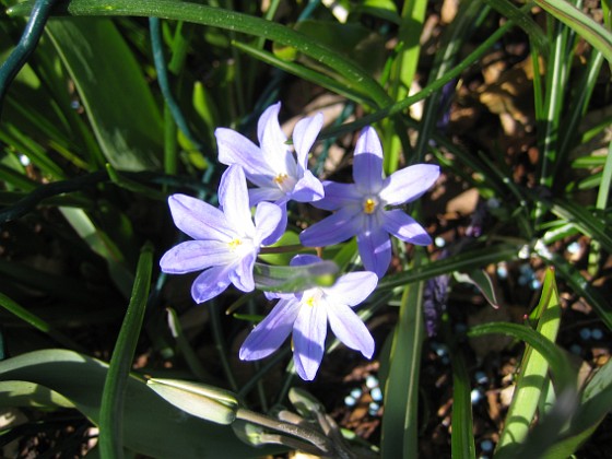 Vårstjärna  
  
2011-04-17 015  
Granudden  
Färjestaden  
Öland