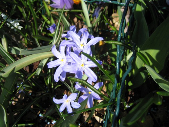 Vårstjärna  
  
2011-04-17 020  
Granudden  
Färjestaden  
Öland