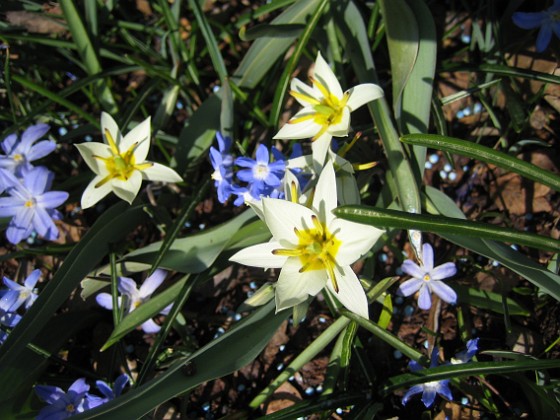 Vildtulpan och Vårstjärna  
  
2011-04-17 021  
Granudden  
Färjestaden  
Öland