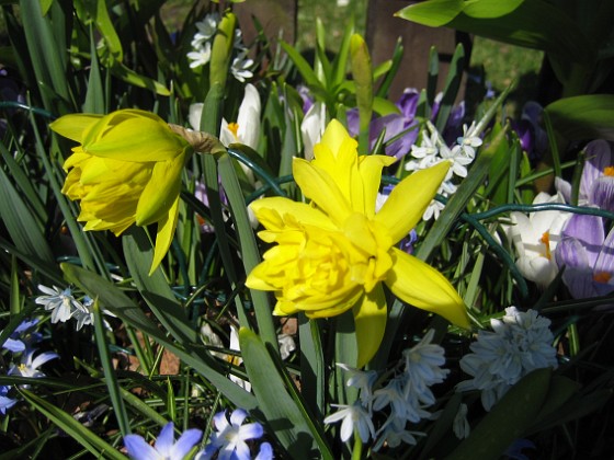 Påsklilja  
  
2011-04-17 023  
Granudden  
Färjestaden  
Öland