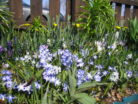 Vårstjärna  
  
2011-04-17 024  
Granudden  
Färjestaden  
Öland