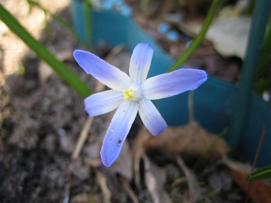 Vårstjärna  
  
2011-04-17 029  
Granudden  
Färjestaden  
Öland